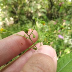 Trigonospermum annuum