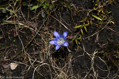 Gentiana bicuspidata