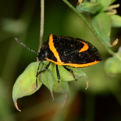 Cosmopepla decorata