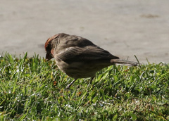 Haemorhous mexicanus