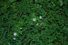 Stellaria aquatica