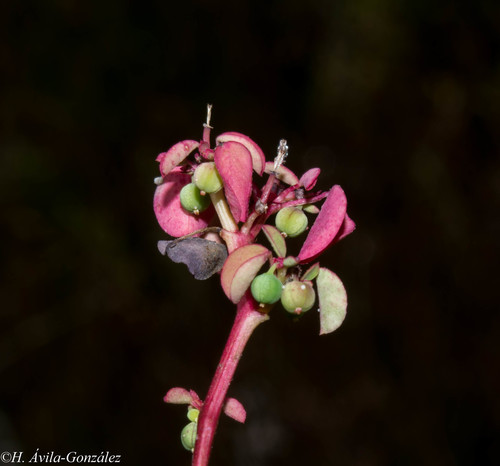 Euphorbia misella