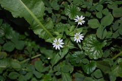 Stellaria aquatica