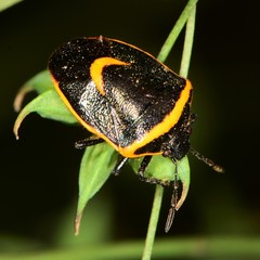 Cosmopepla decorata