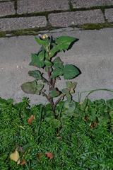 Sonchus oleraceus