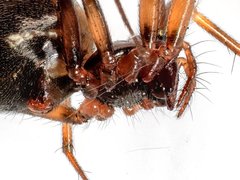 Lepthyphantes leprosus