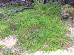 Tetragonia implexicoma