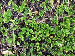 Tetragonia implexicoma