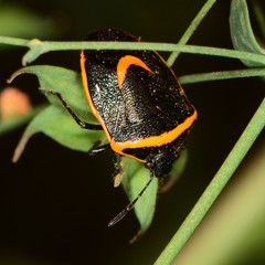 Cosmopepla decorata
