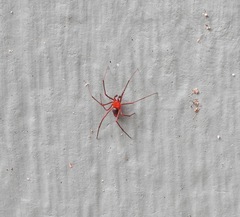 Dimidamus dimidiatus