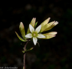 Gentianella canosoi