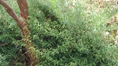 Gonocarpus elatus