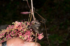 Gentianella canosoi