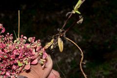Gentianella canosoi