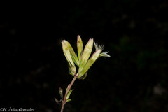 Gentianella canosoi