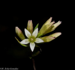 Gentianella canosoi
