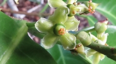 Salacia disepala