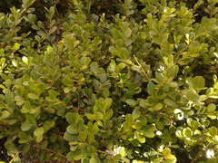 Buxus microphylla