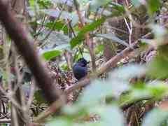 Percnostola rufifrons