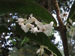Chionanthus sleumeri