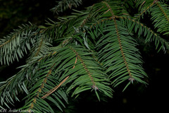 Abies durangensis