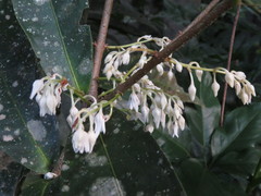 Chionanthus sleumeri