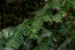 Abies durangensis