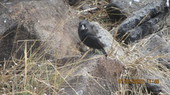 Geospiza conirostris