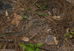 Thamnophis errans