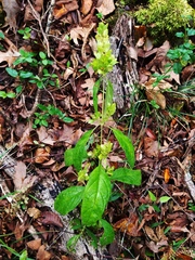 Yeatesia viridiflora