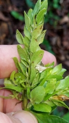 Yeatesia viridiflora