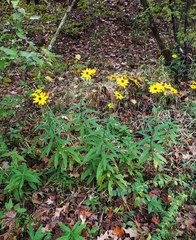 Helianthus simulans