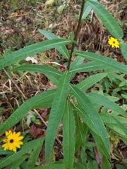 Helianthus simulans