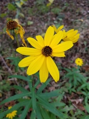 Helianthus simulans