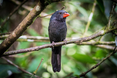Saltator fuliginosus