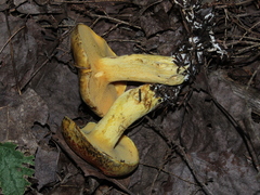 Suillus subaureus