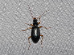 Platynini