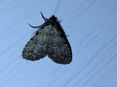 Dyspyralis puncticosta