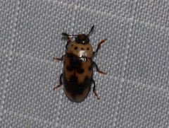 Ischyrus quadripunctatus