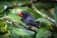 Saltator fuliginosus