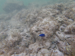 Stegastes rectifraenum