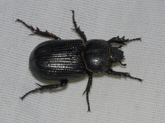 Hemiphileurus illatus
