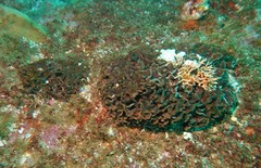Adeonellopsis