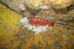 Heteropriacanthus carolinus