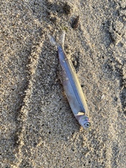 Atherinops affinis