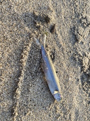 Atherinops affinis