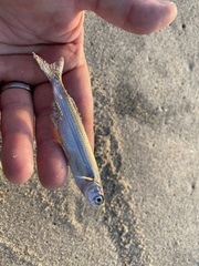 Atherinops affinis