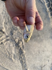 Atherinops affinis