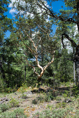Arbutus bicolor
