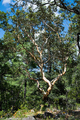 Arbutus bicolor